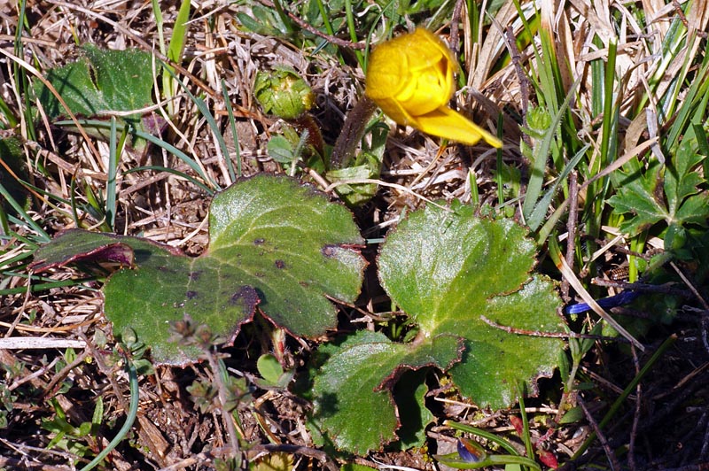 Anemone palmata /  Anemone palmato